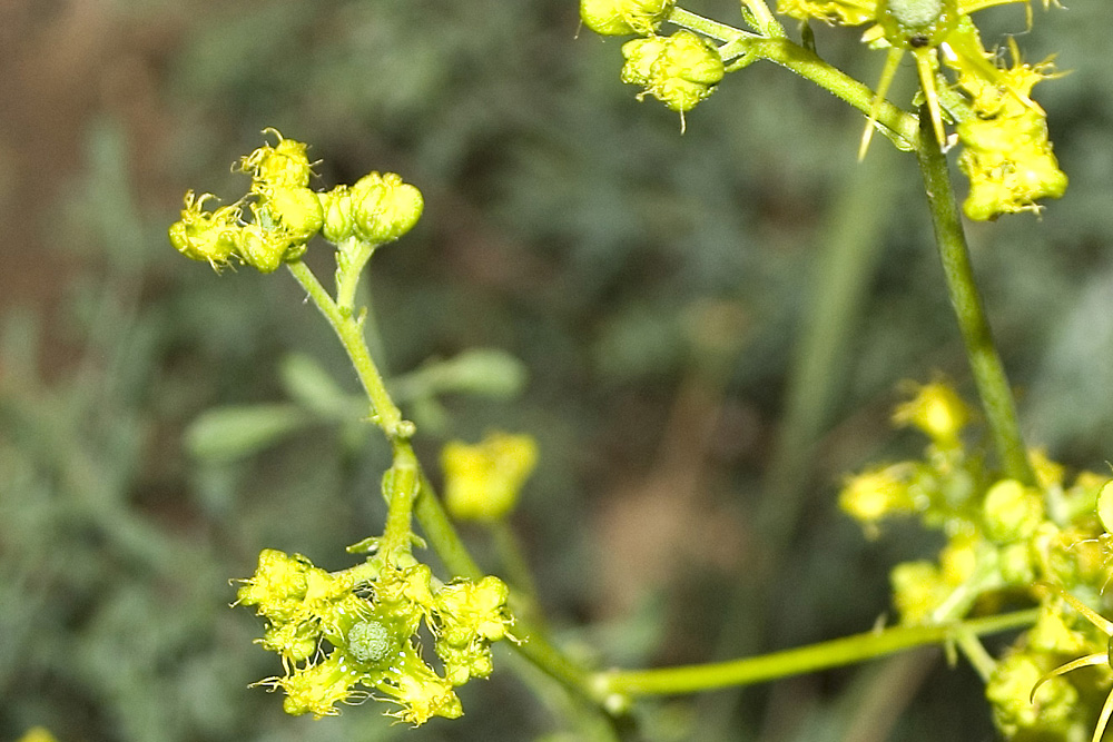 Ruta angustifolia / Ruta a foglie strette